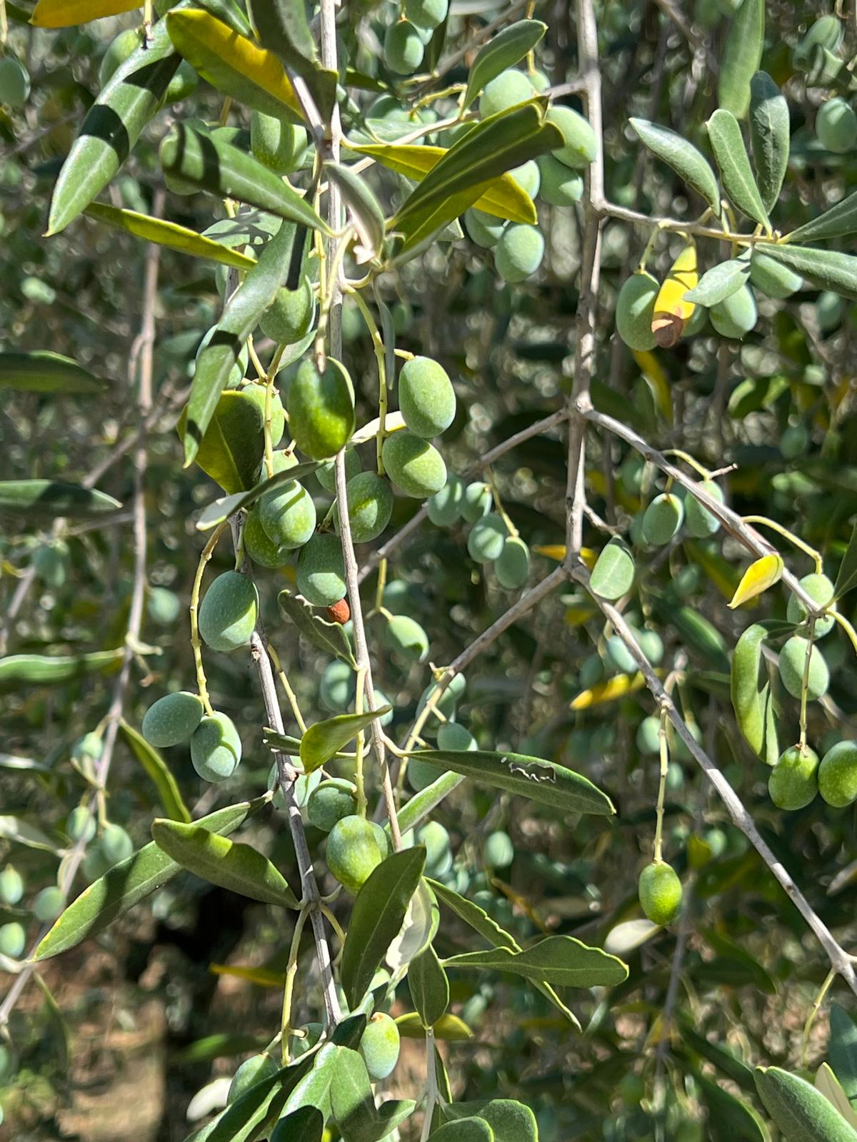 Bove olive oil